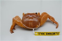 藏品(白紋方蟹)的圖片